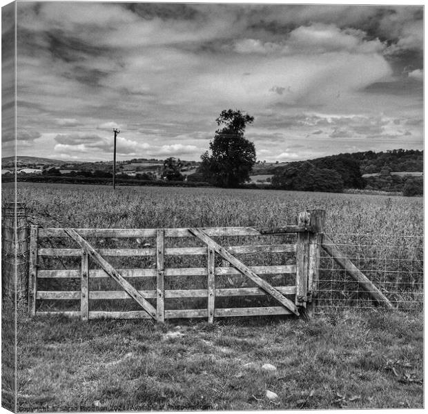 Gate into a wheat field Canvas Print by Sarah Paddison