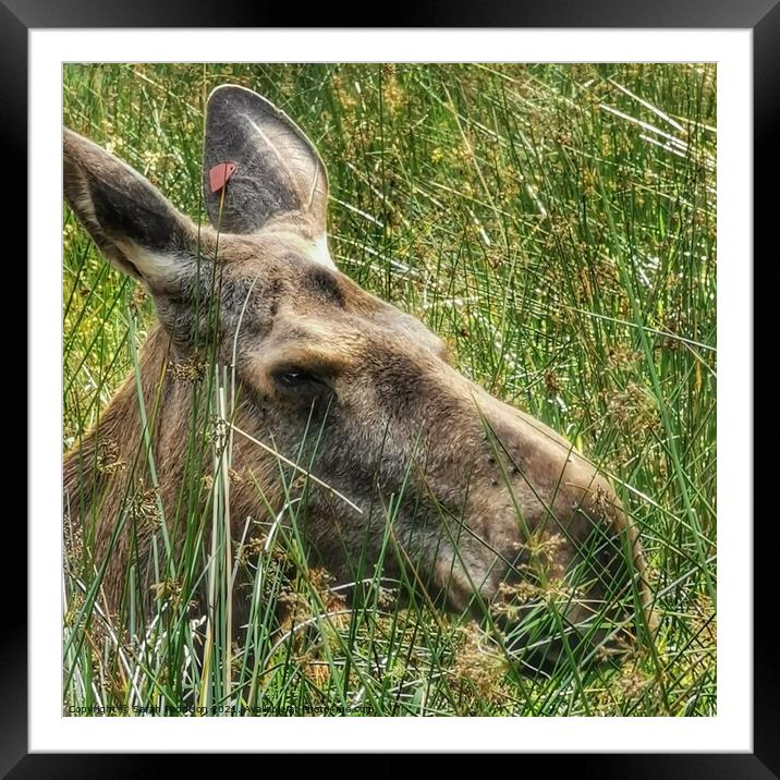 Moose in the grass Framed Mounted Print by Sarah Paddison