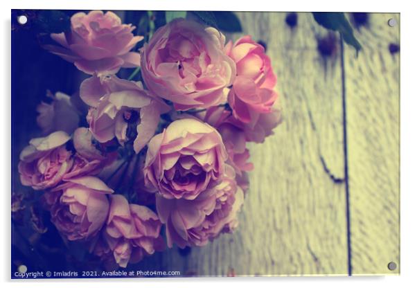 Vintage style beautiful pink rose blossom Acrylic by Imladris 