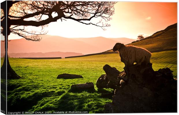 Herdwick Sheep on a log in the Lake district 203 Canvas Print by PHILIP CHALK