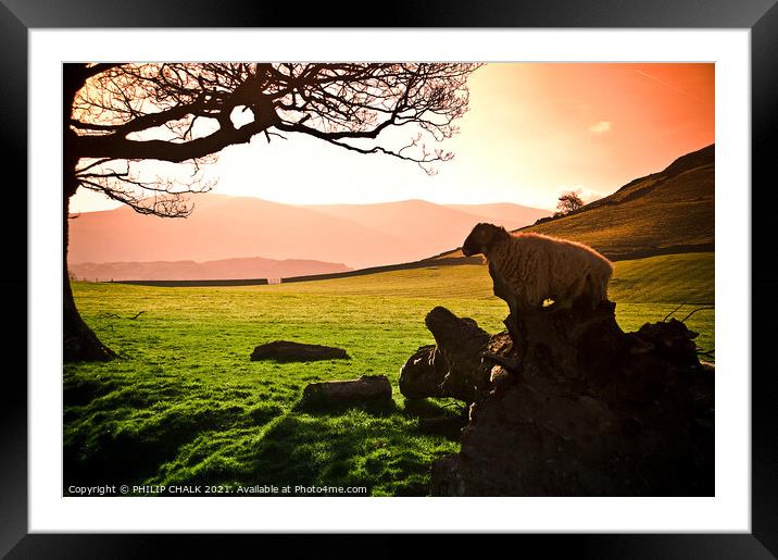 Herdwick Sheep on a log in the Lake district 203 Framed Mounted Print by PHILIP CHALK