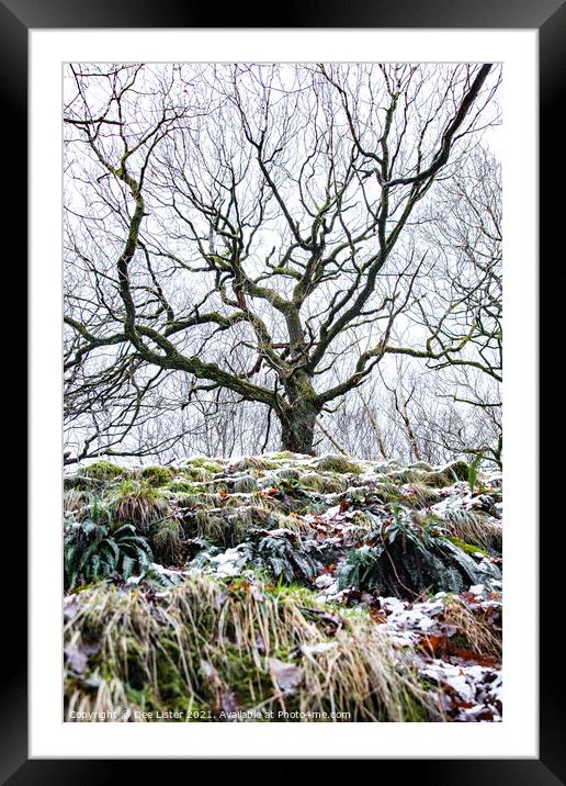Reaching winter tree of West Pennine Moors Lancashire  Framed Mounted Print by Dee Lister