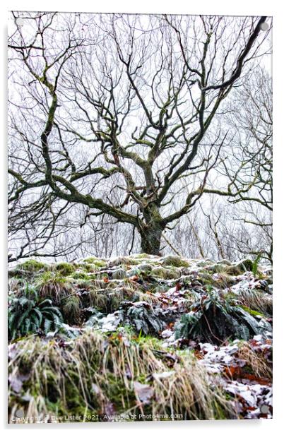 Reaching winter tree of West Pennine Moors Lancashire  Acrylic by Dee Lister