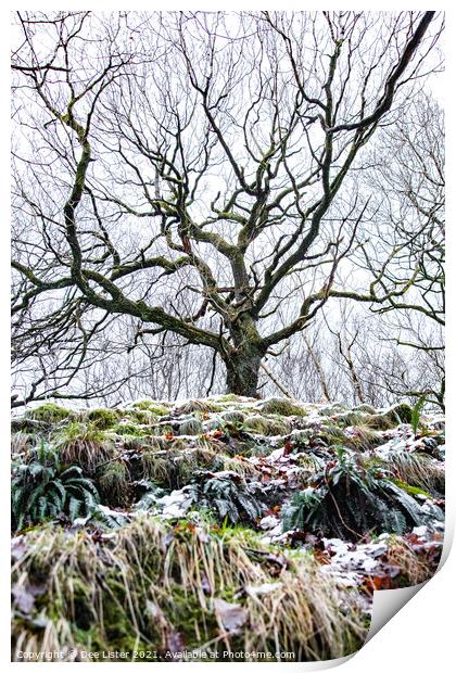Reaching winter tree of West Pennine Moors Lancashire  Print by Dee Lister