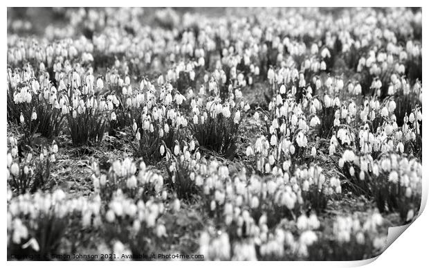 Snowdrop world Print by Simon Johnson