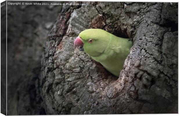 Parakeet Canvas Print by Kevin White