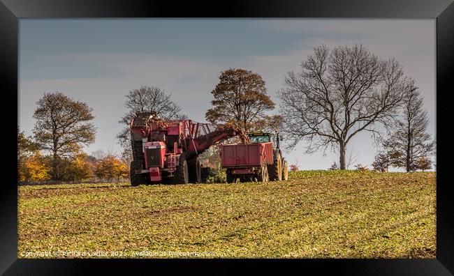 Sugar Beet Harvest Framed Print by Richard Laidler