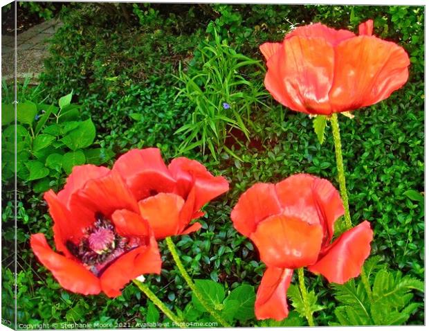 Red Poppies Canvas Print by Stephanie Moore