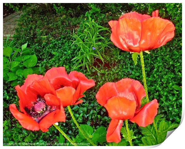 Red Poppies Print by Stephanie Moore