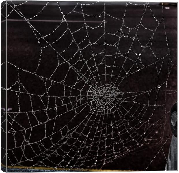 Dewy spider web Canvas Print by Sarah Paddison