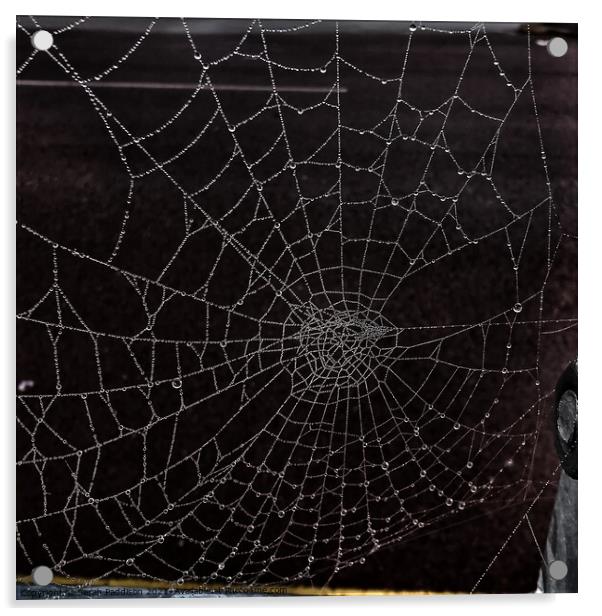 Dewy spider web Acrylic by Sarah Paddison