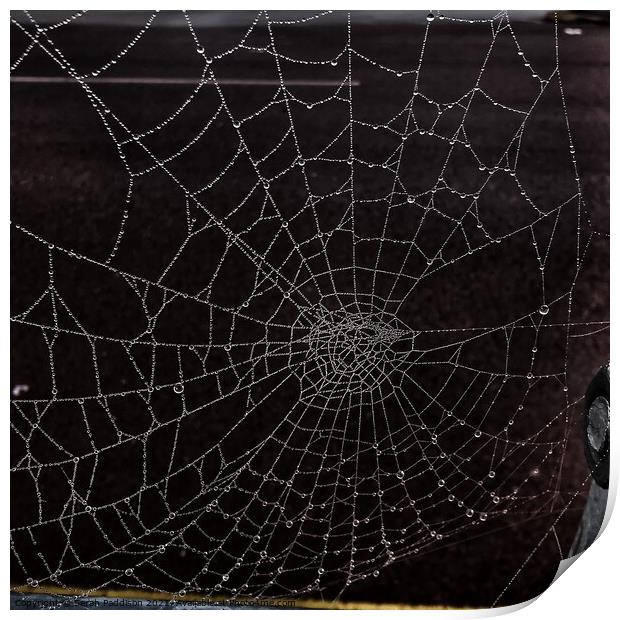 Dewy spider web Print by Sarah Paddison