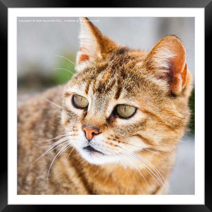 Ginger Tabby Cat Framed Mounted Print by Pearl Bucknall