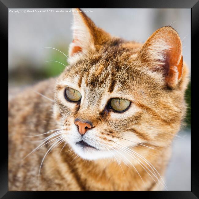 Ginger Tabby Cat Framed Print by Pearl Bucknall