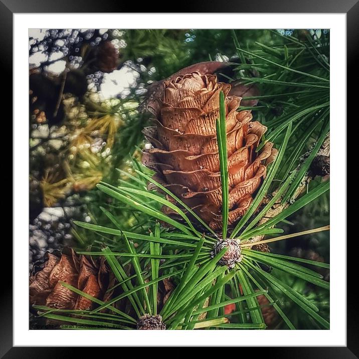 Macro pinecone Framed Mounted Print by Sarah Paddison