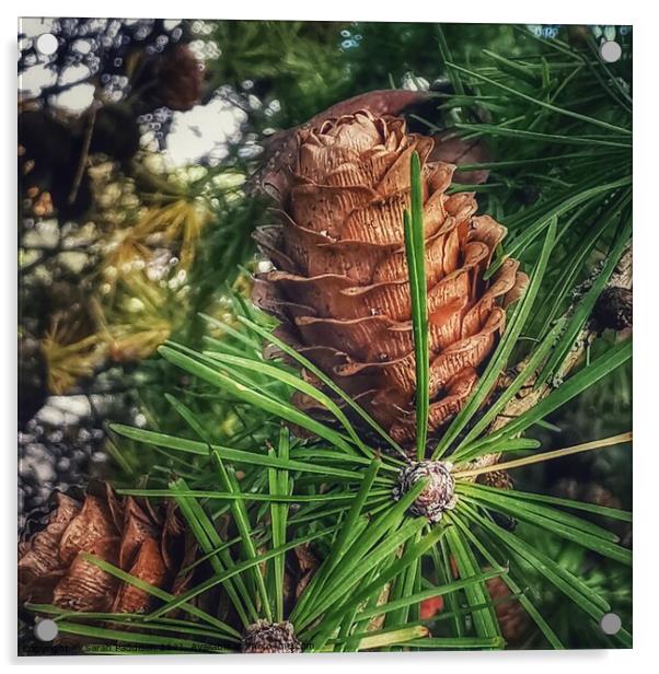Macro pinecone Acrylic by Sarah Paddison