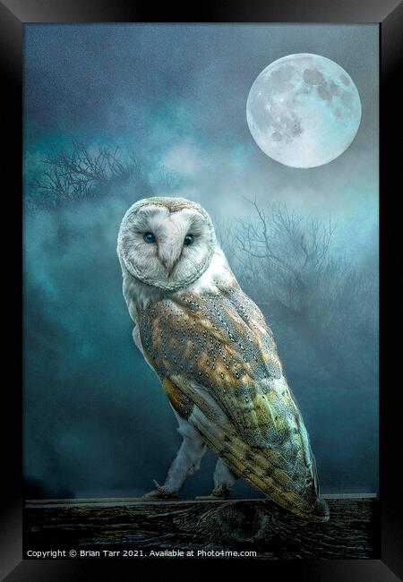 Barn Owl Moon Framed Print by Brian Tarr