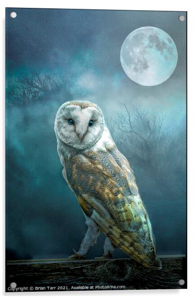Barn Owl Moon Acrylic by Brian Tarr