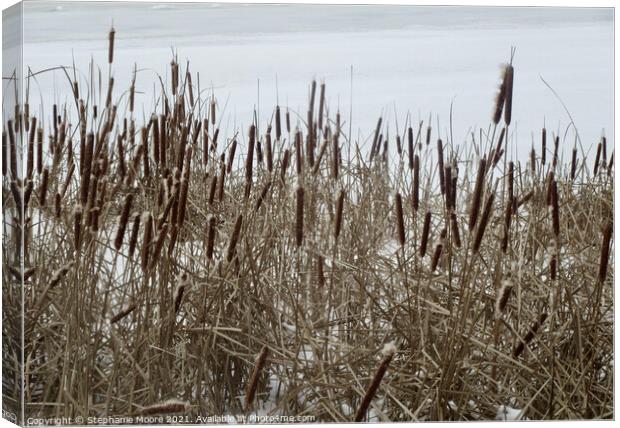 Bullrushes in the snow Canvas Print by Stephanie Moore