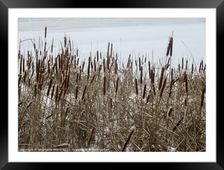 Bullrushes in the snow Framed Mounted Print by Stephanie Moore