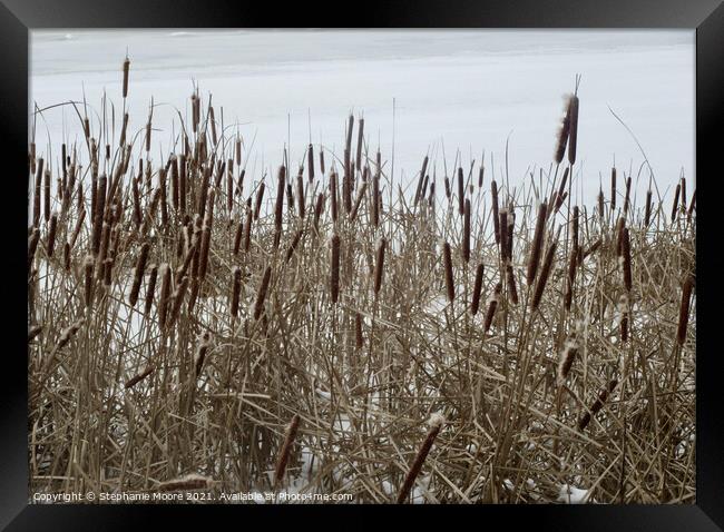 Bullrushes in the snow Framed Print by Stephanie Moore