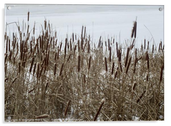 Bullrushes in the snow Acrylic by Stephanie Moore