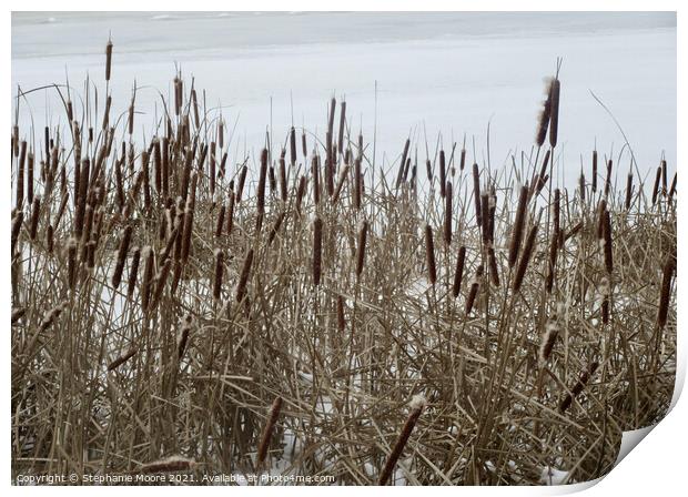 Bullrushes in the snow Print by Stephanie Moore
