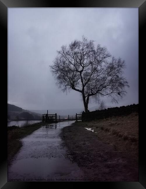 Solitary tree and fence at Dovestones Framed Print by Sarah Paddison