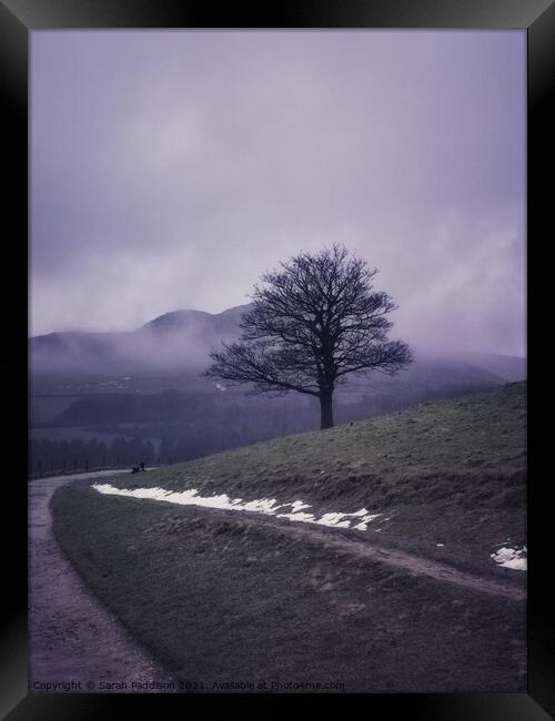 Misty solitary tree Framed Print by Sarah Paddison