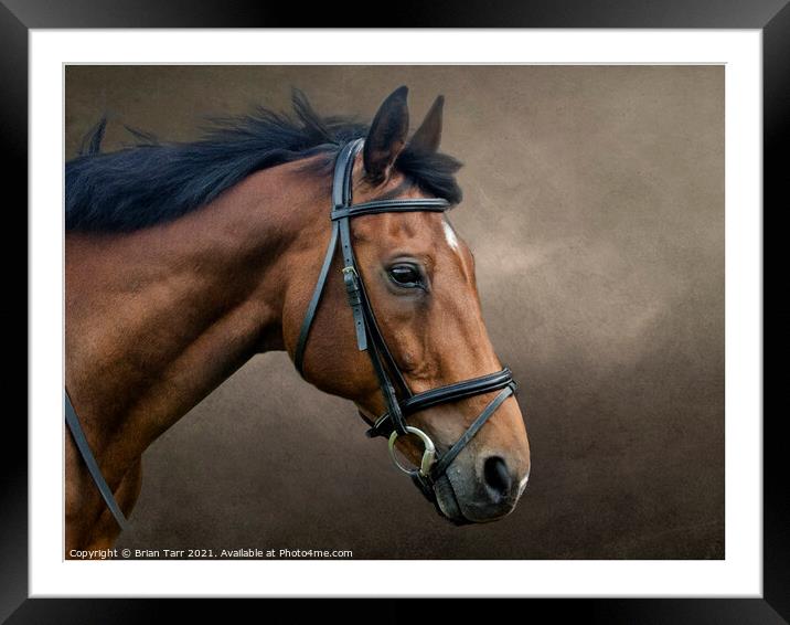Chestnut beauty Framed Mounted Print by Brian Tarr