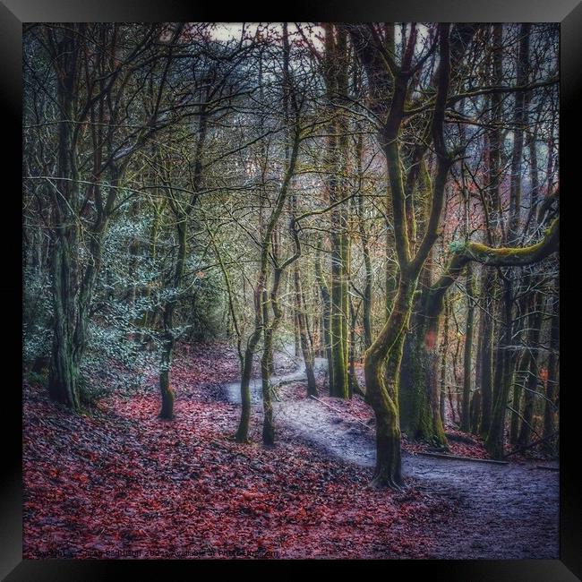 Path through an autumnal wonderland Framed Print by Sarah Paddison