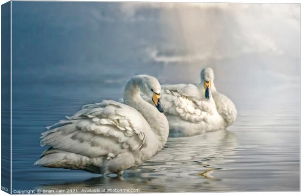 Whooper swans at dawn Canvas Print by Brian Tarr