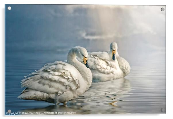Whooper swans at dawn Acrylic by Brian Tarr