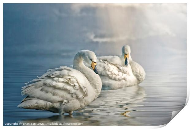 Whooper swans at dawn Print by Brian Tarr
