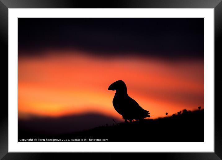 Sunset puffin Framed Mounted Print by kevin hazelgrove