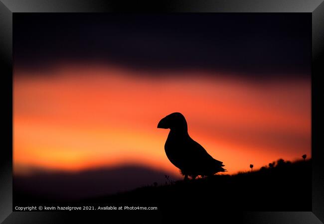 Sunset puffin Framed Print by kevin hazelgrove