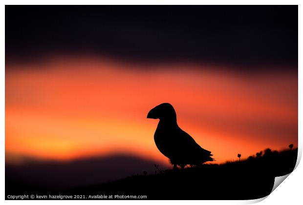 Sunset puffin Print by kevin hazelgrove