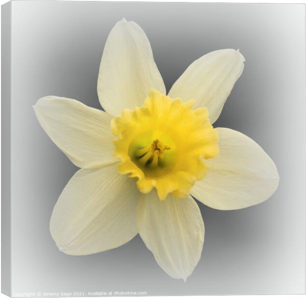 Daffodil Yellow Canvas Print by Jeremy Sage