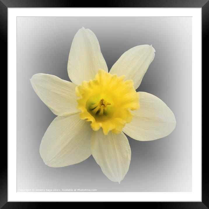 Daffodil Yellow Framed Mounted Print by Jeremy Sage