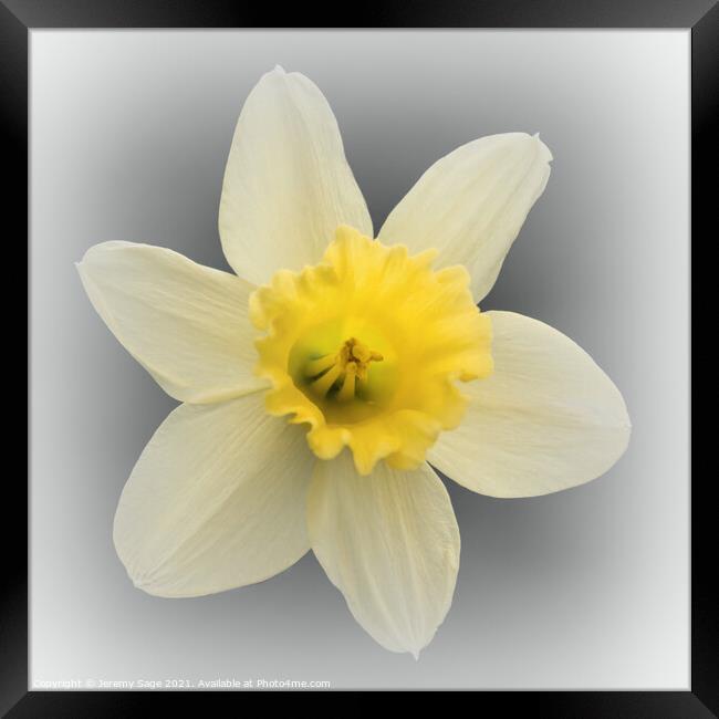Daffodil Yellow Framed Print by Jeremy Sage