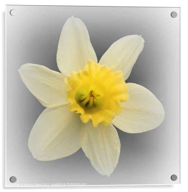Daffodil Yellow Acrylic by Jeremy Sage