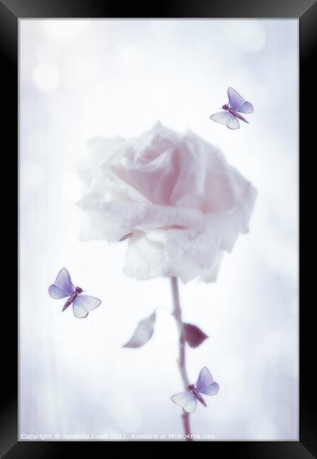 Rose With Butterflies Framed Print by Amanda Elwell