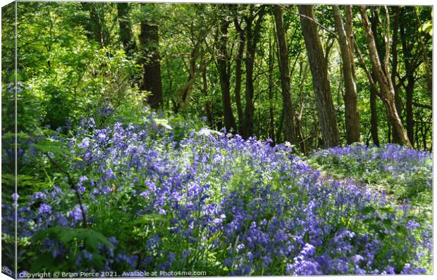 Bluebell Wood Canvas Print by Brian Pierce