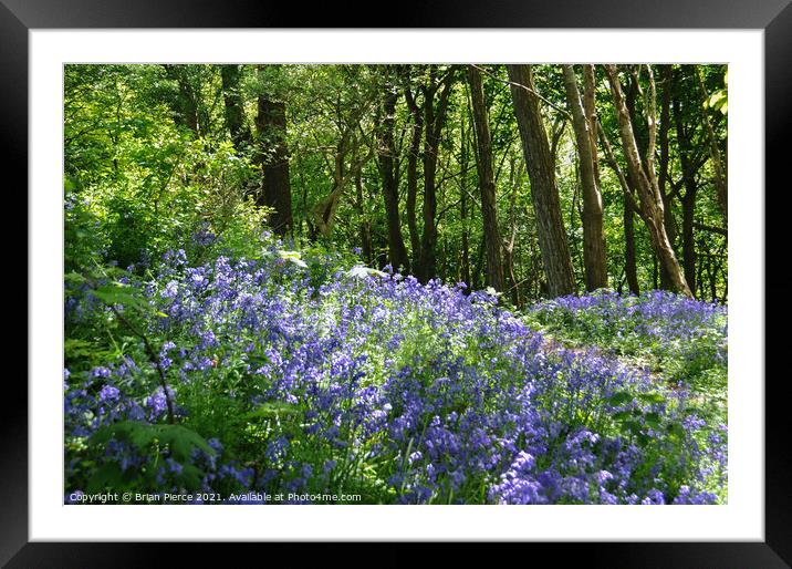 Bluebell Wood Framed Mounted Print by Brian Pierce