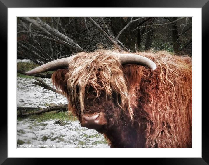 Highland Cow in the Snow Framed Mounted Print by Sarah Paddison