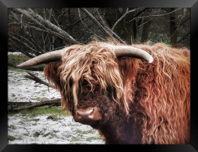 Highland Cow in the Snow Framed Print by Sarah Paddison
