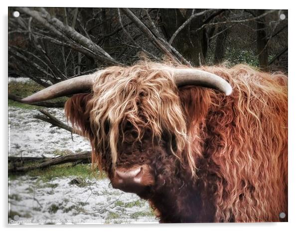 Highland Cow in the Snow Acrylic by Sarah Paddison
