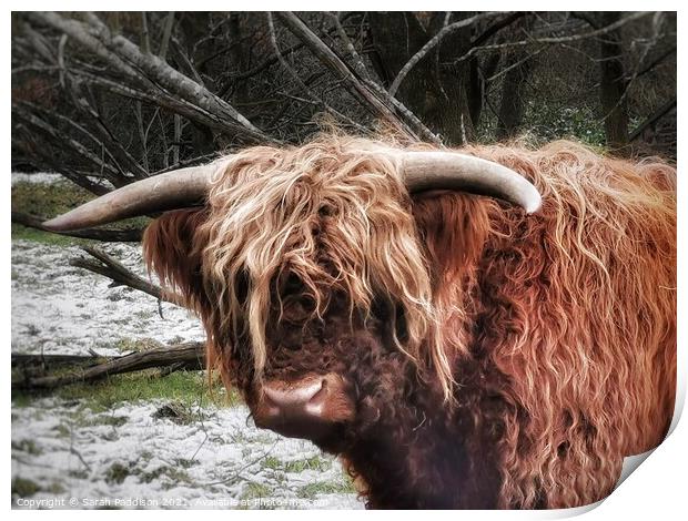 Highland Cow in the Snow Print by Sarah Paddison