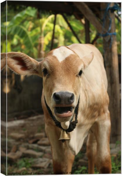  An Asian light brown beef calf with open mouth Canvas Print by Hanif Setiawan