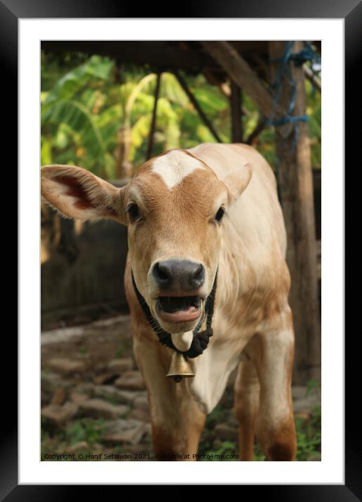  An Asian light brown beef calf with open mouth Framed Mounted Print by Hanif Setiawan